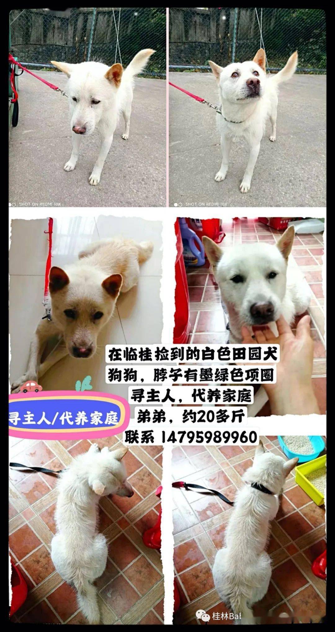 最新科技助力尋狗神器，智能尋寵無(wú)憂(yōu)，生活更智能
