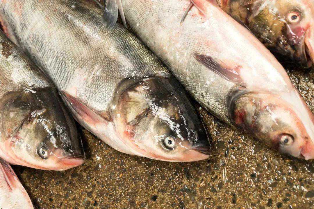 最新的魚類,最新魚類高科技產(chǎn)品介紹