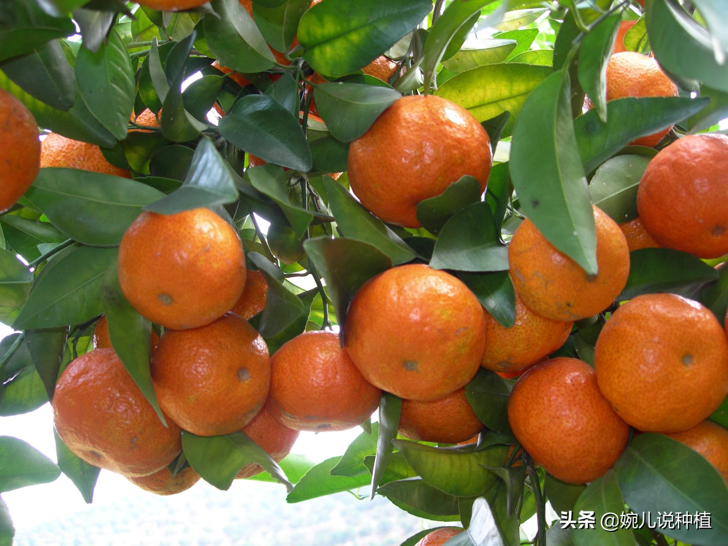 沙糖桔行情揭秘，小巷深處的甜蜜果實(shí)故事